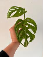 Gewortelde monstera adansonii variegata kopstek, Overige soorten, Minder dan 100 cm, Groene kamerplant, Halfschaduw