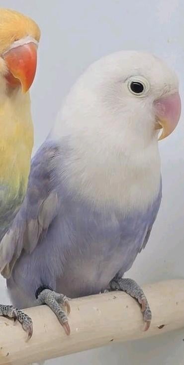 Agapornis fischeri, Meerdere dieren, Dwergpapegaai of Agapornis, Geringd