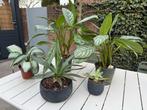 Kamerplanten Aglaonema stripes en andere planten, Ophalen, Overige soorten, Halfschaduw, In pot