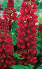 Rode lupine (vaste plant) in p9 pot, Volle zon, Vaste plant, Zomer, Ophalen