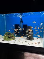 Malawi cichliden mbunas, Vis