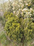 Buxus planten, Ophalen of Verzenden