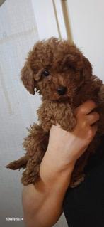 Toy Poedel, Dieren en Toebehoren, Honden | Chihuahua's en Gezelschapshonden, Poedel, 8 tot 15 weken, Meerdere, Meerdere dieren