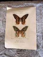 Vlinder printen, Huis en Inrichting, Woonaccessoires | Schilderijen, Tekeningen en Foto's, Ophalen of Verzenden, Zo goed als nieuw
