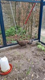 Chinquis vrouwelijke pauwfazant, Vrouwelijk