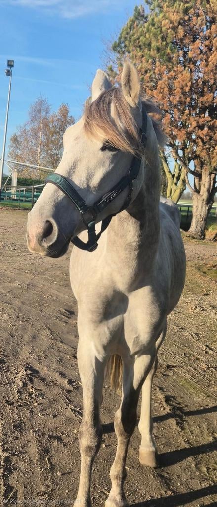 Hele brave ruin te koop!, Dieren en Toebehoren, Gechipt, Ruin, 3 tot 6 jaar, 160 tot 165 cm