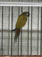 0-1 Ara maracana, Vrouwelijk, Papegaai, Geringd