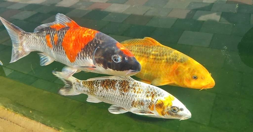 Japanse koi Goshiki 43 cm Female, Dieren en Toebehoren, Vissen | Vijvervissen, Karper of Koi
