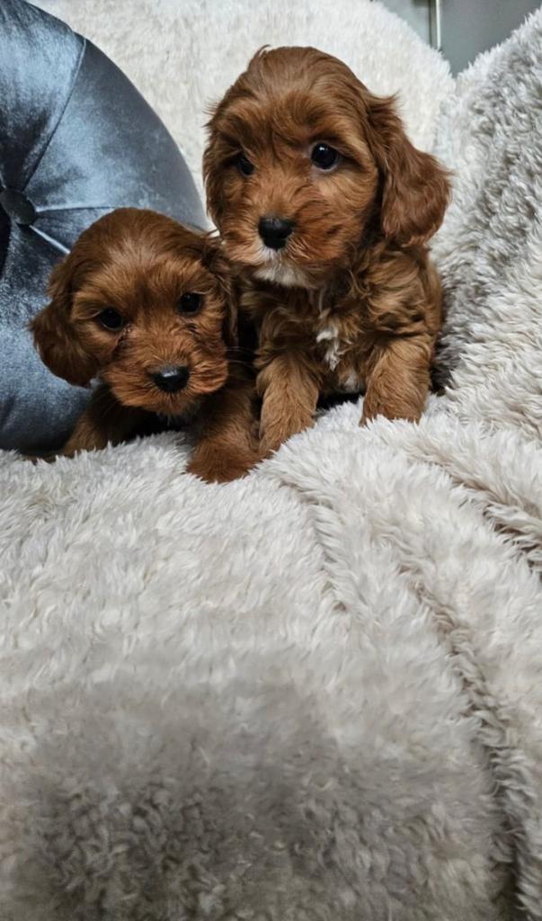 Maltipoo / cavapoo pups boomer, Overige rassen, 8 tot 15 weken, Meerdere, Meerdere dieren