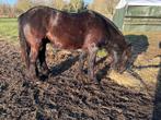 fell pony paard fellpony'. kar, Dieren en Toebehoren, Paarden, Minder dan 160 cm, Met stamboom, Ruin, 3 tot 6 jaar