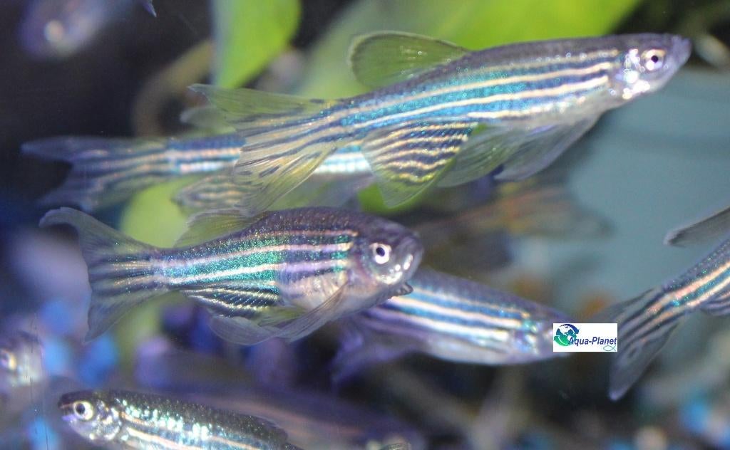 Zebradanio "Longfin", Dieren en Toebehoren, Vis, Zoetwatervis, Schoolvis