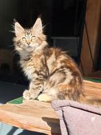 Prachtig maine coon poesje, Dieren en Toebehoren, Katten en Kittens | Raskatten | Langhaar, Poes, Ontwormd