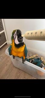 Blauw gele ara reserveren, Geslacht onbekend, Papegaai, Geringd