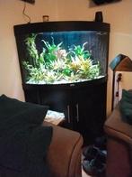 Aquarium, Dieren en Toebehoren, Vissen | Aquaria en Toebehoren, Ophalen, Gebruikt, Gevuld zoetwateraquarium