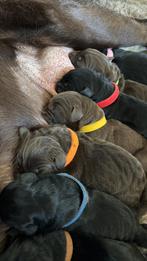 Raszuivere labrador pups, 8 tot 15 weken, Labrador retriever, Meerdere, Meerdere dieren