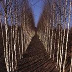 berkenboom, Overige soorten, 250 tot 400 cm, Zomer, Ophalen