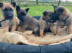 Raszuivere Mechelse Herder pups te koop, Parvo, 8 tot 15 weken, Meerdere, Meerdere dieren