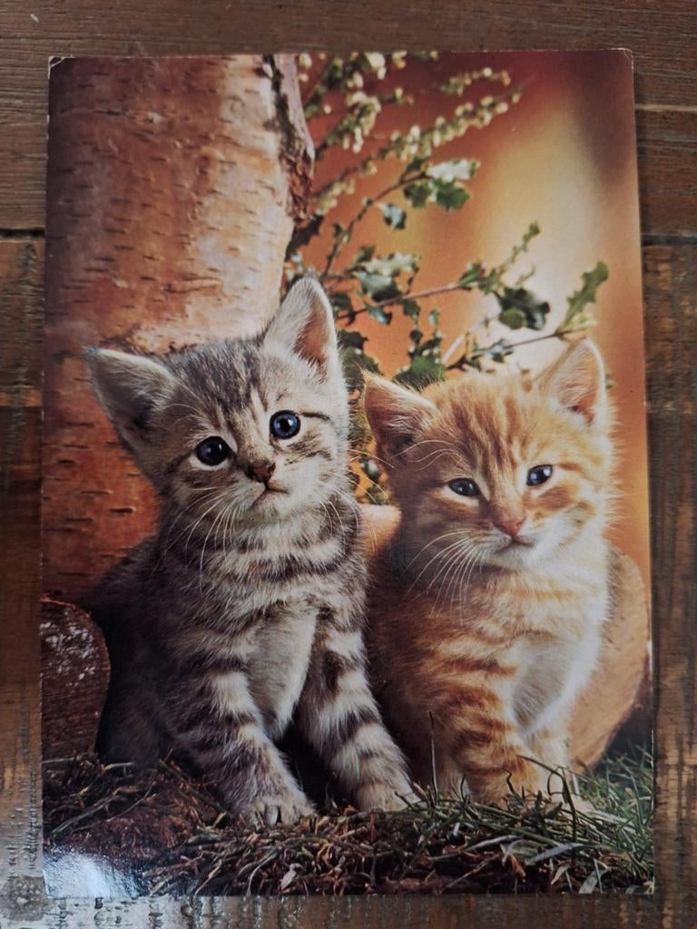 Dieren - Katten, Ophalen of Verzenden, Gelopen, Hond of Kat