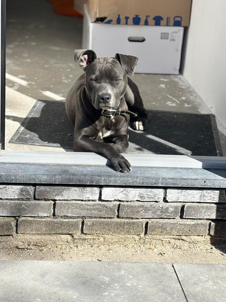 Amerikaanse Stafford, 15 weken tot 1 jaar, Overige rassen, Teef, Parvo