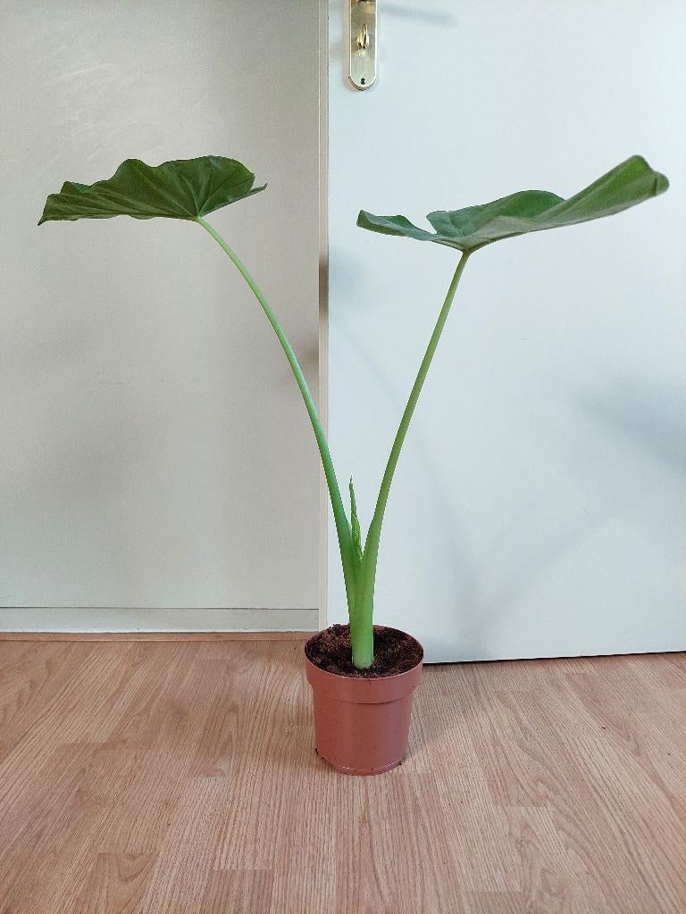 Alocasia Wentii - Olifantsoor H: 75 cm., Huis en Inrichting, Ophalen, Overige soorten, Halfschaduw, Minder dan 100 cm