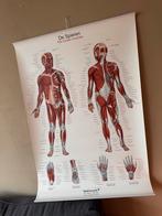 2 anatomie posters – skelet en spieren, Ophalen, Rechthoekig Staand, Zo goed als nieuw, Canvas of Doek