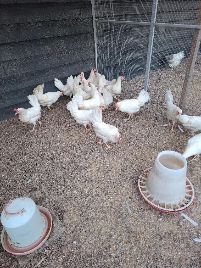 Ruime keuze uit allerlei soorten kippen, Dieren en Toebehoren, Pluimvee, Vrouwelijk, Kip