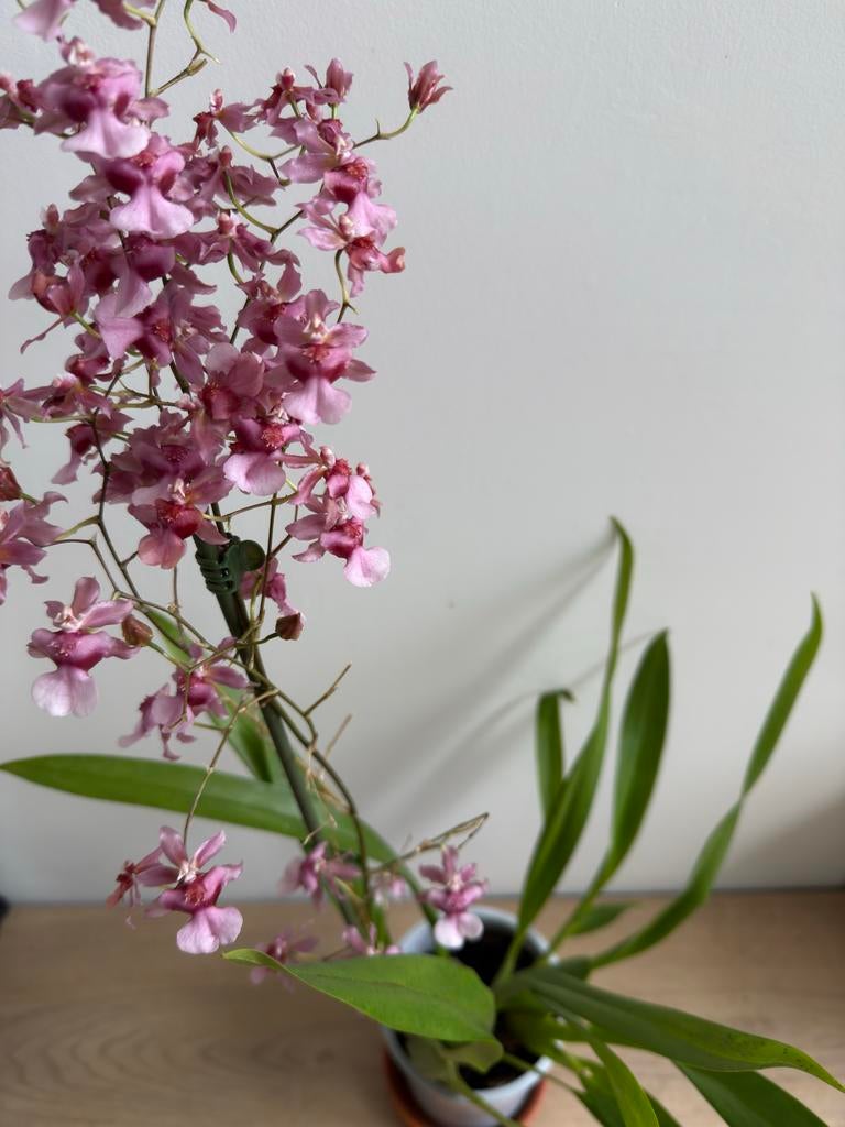 Mooie Oncidium Orchidee, Ophalen of Verzenden, Halfschaduw, Minder dan 100 cm