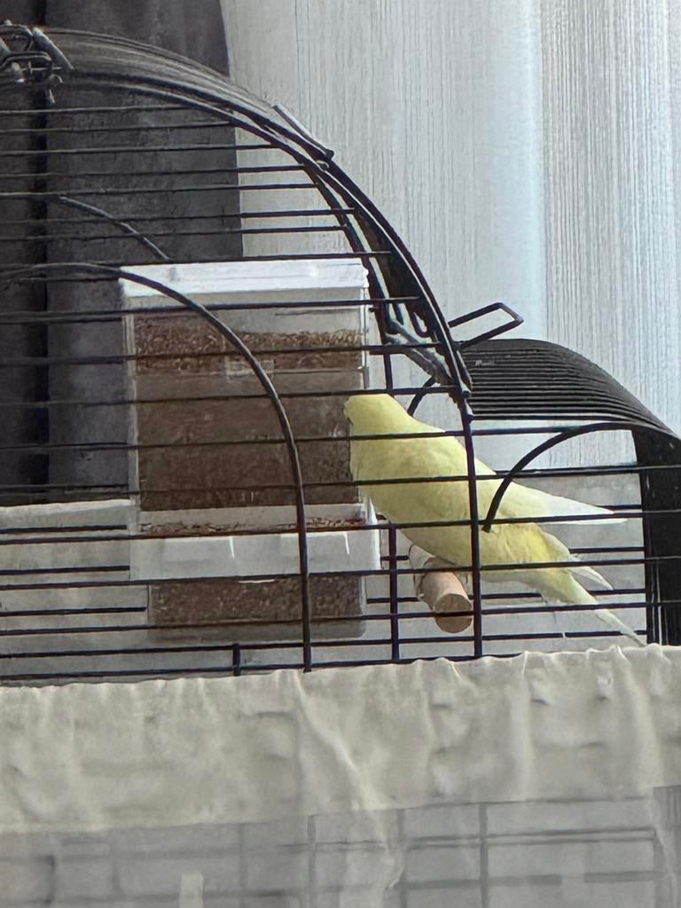 Vogelkooi met vogel, Dieren en Toebehoren, Vogels | Parkieten en Papegaaien, Mannelijk, Parkiet