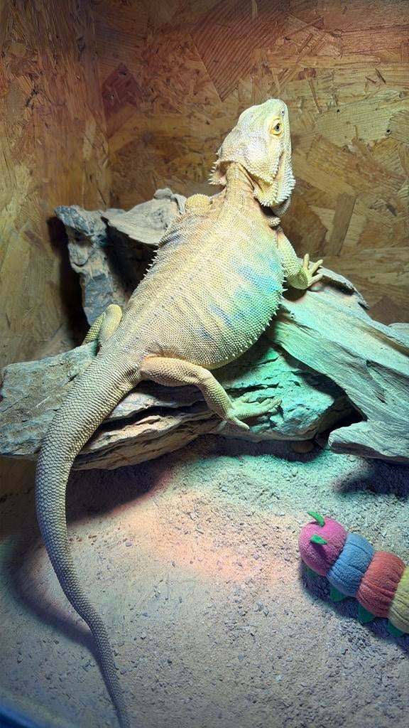 Lieve baardagaam vrouwtje Bearded Dragon - female for sale from Cellll
