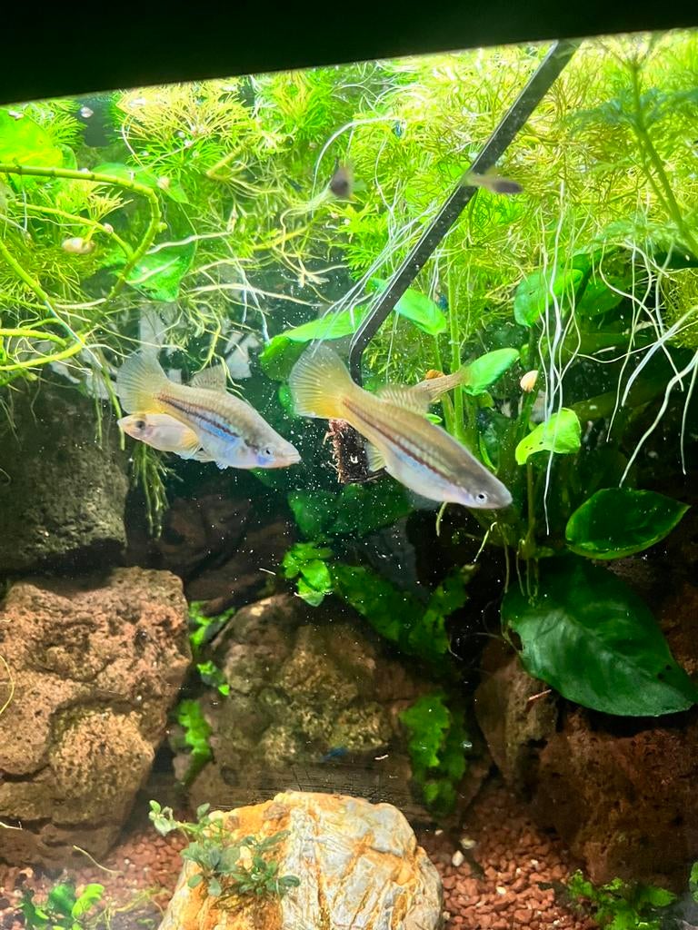 Kweek groep zwaardragers (6 Stuks), Dieren en Toebehoren, Vis