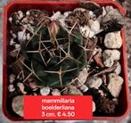 Mammillaria en Thelocephala Cactussen - Diverse Soorten, Ophalen of Verzenden