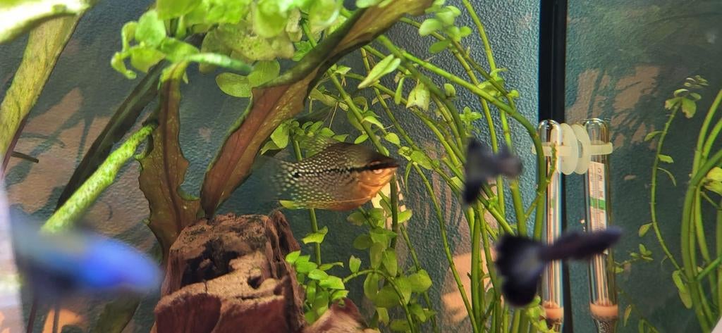 Diamand Gourami, Dieren en Toebehoren, Vissen | Aquariumvissen