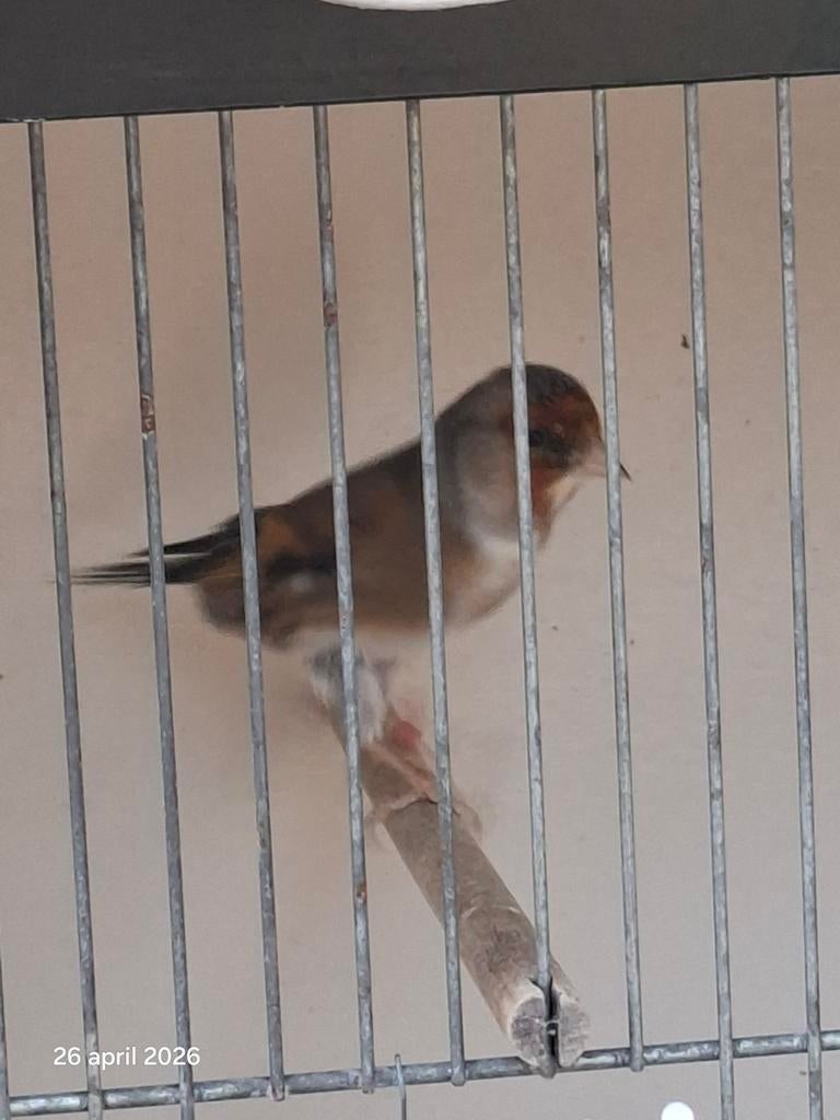 te koop een mooie bastaard Putten x kanarie, Dieren en Toebehoren, Vogels | Kanaries, Mannelijk, Bastaard