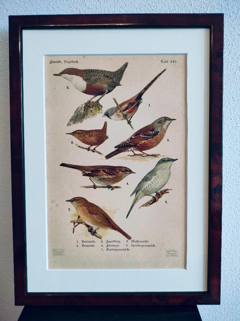 Litho Floericke Baardman Winterkoning Tuinfluiter 1922, Antiek en Kunst, Ophalen of Verzenden