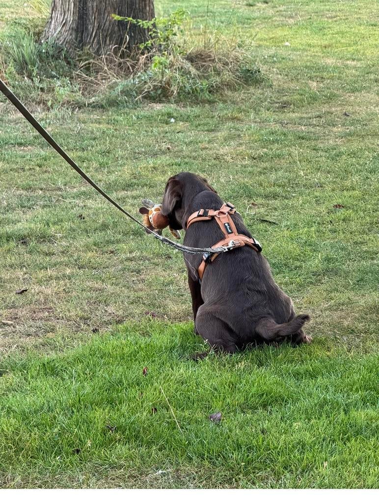 Petlando Y-Tuig maat M, Dieren en Toebehoren, Ophalen of Verzenden, Zo goed als nieuw