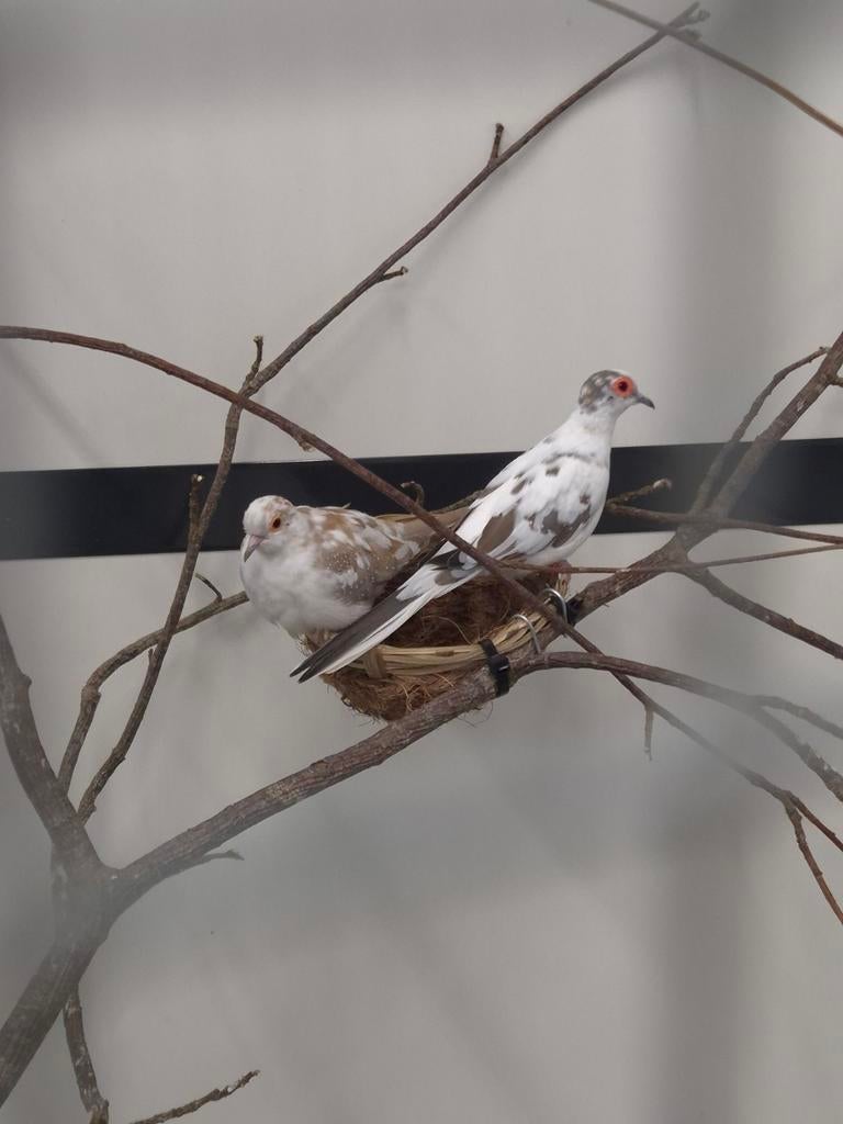 1-1 Bonte dIamantduiven, Meerdere dieren, Tropenvogel, Geringd