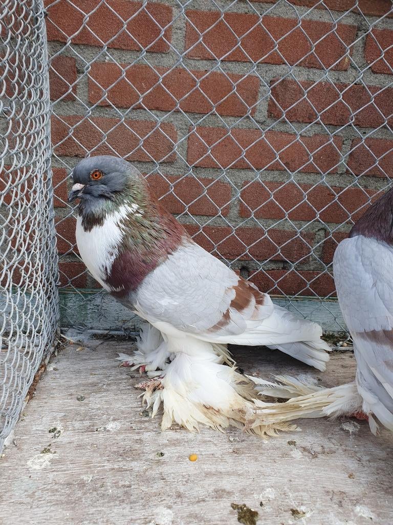 Hollandse kroppers, Meerdere dieren, Kropper