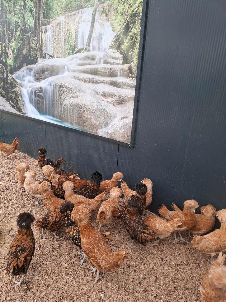 Padua hennen, Dieren en Toebehoren, Pluimvee, Kip, Vrouwelijk