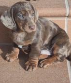 Choco merle dwergteckel pup, Dieren en Toebehoren, Honden | Teckels en Dashonden, 15 weken tot 1 jaar, Reu, Korthaar, Dwerg