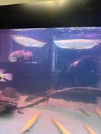 Arowana lutino 2 keer, Dieren en Toebehoren, Vissen | Aquariumvissen, Vis