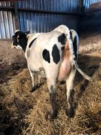 3 Drachtige vaarzen, Dieren en Toebehoren, Runderen, Vrouwelijk