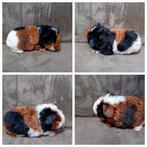 Cavia's te koop, Dieren en Toebehoren, Augustus, Mannelijk, Cavia