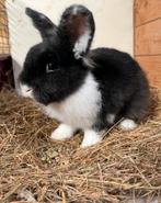 Konijn koppelen? Ruime keus aan rammetjes, Dieren en Toebehoren, Mannelijk, Klein