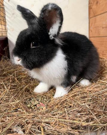 Konijn koppelen? Ruime keus aan rammetjes beschikbaar voor biedingen