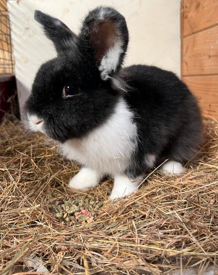 Konijn koppelen? Ruime keus aan rammetjes, Dieren en Toebehoren, Konijnen, Klein, Mannelijk