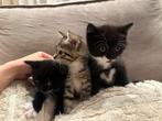 Lieve half brits/half europees korthaar gestreepte kittens, Dieren en Toebehoren, Katten en Kittens | Overige Katten, Meerdere dieren