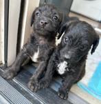 Prachtige pinny poo pups! Dwergpoedel, dwergpincher kruising, Dieren en Toebehoren, Overige rassen, 8 tot 15 weken, Teef, Meerdere