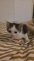 Nog 1meisje Super lieve mooie halve ragdoll kittens, Dieren en Toebehoren, Katten en Kittens | Overige Katten, Meerdere dieren