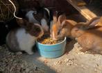 Super leuke tamme konijnentjes, Meerdere dieren