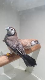 Koppel Bewezen Bichenow astrilden '23, Dieren en Toebehoren, Meerdere dieren, Tropenvogel, Geringd